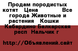 Продам породистых котят › Цена ­ 15 000 - Все города Животные и растения » Кошки   . Кабардино-Балкарская респ.,Нальчик г.